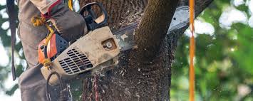 Best Tree Maintenance Programs  in Silver Hill, MD