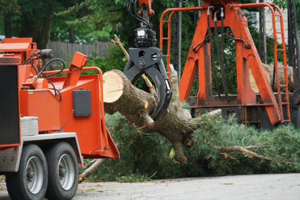 Best Tree Risk Assessment  in Silver Hill, MD