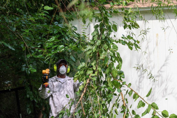 Best Pest Control for Lawns  in Silver Hill, MD