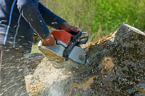 Best Lawn Watering Services  in Silver Hill, MD