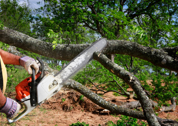 Best Organic Lawn Care Solutions  in Silver Hill, MD